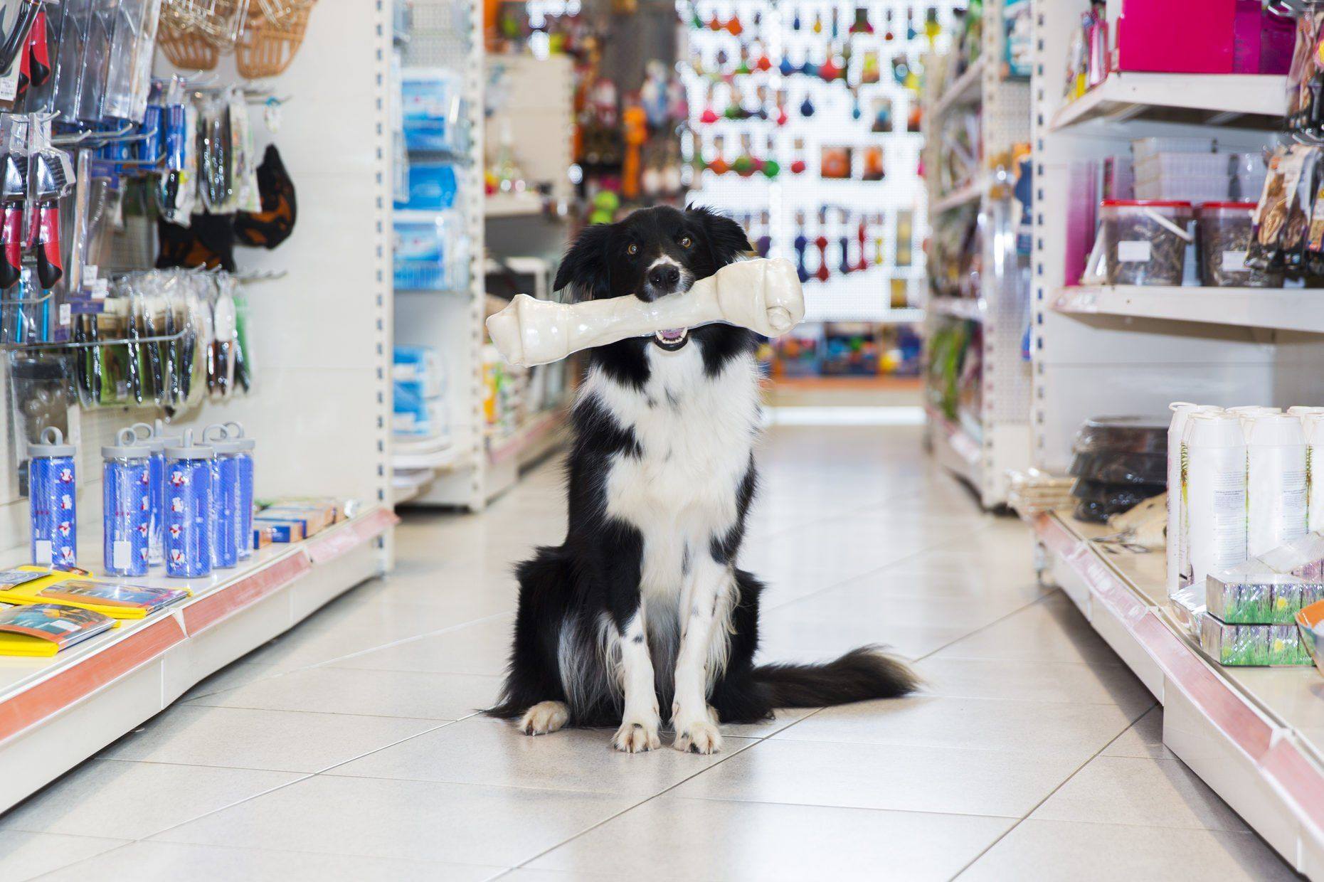 Trusted Store for All Your Pet Needs and Care